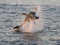 Shark Breaching False Bay Morning Trip